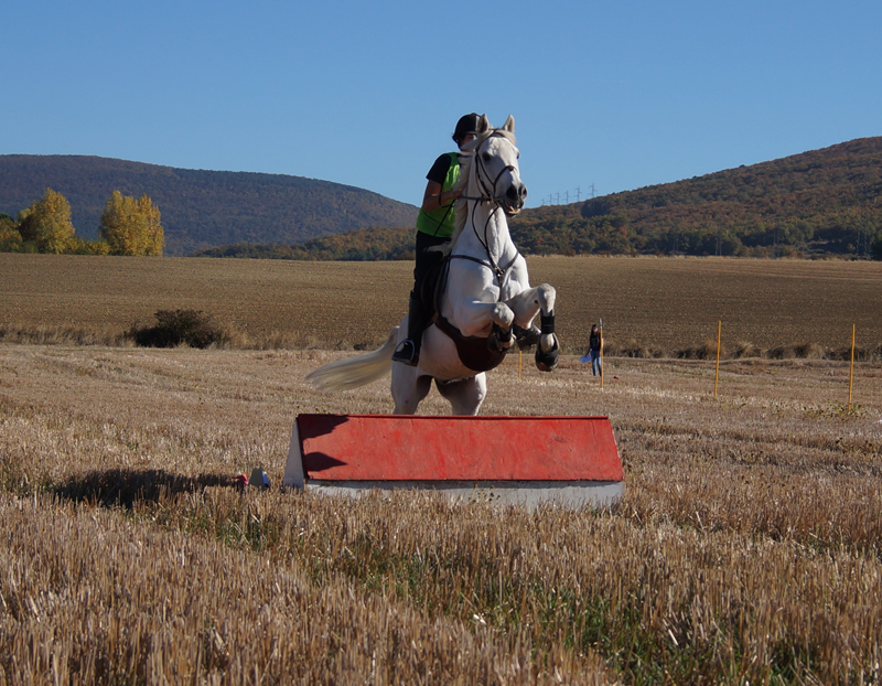 El CH Zolina acogió el Campeonato Navarro de TREC